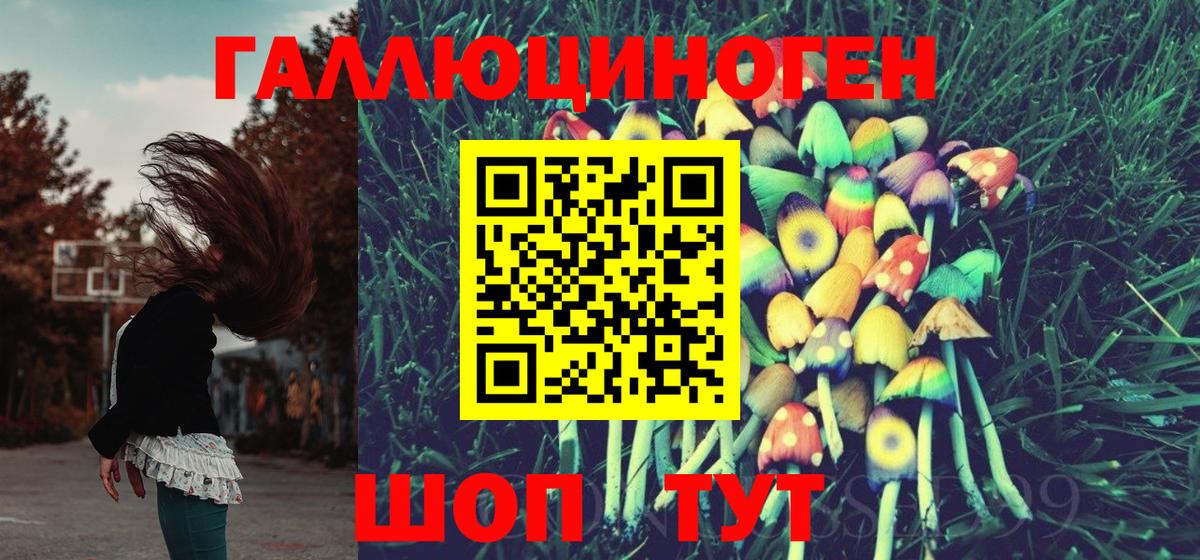 Псилоцибиновые грибы Psilocybe Кудрово